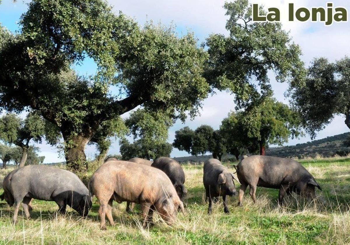 Lonja agropecuaria de Extremadura del jueves, 5 de junio