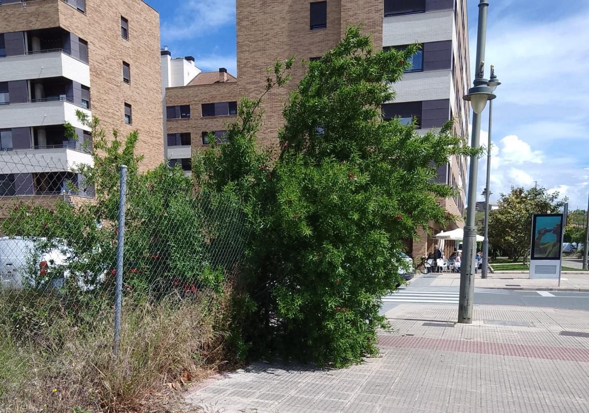 El Teléfono del Lector
