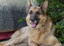 Alejo, pastón alemán en adopción.