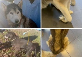 Imagen de los animales tras ser rescatados.
