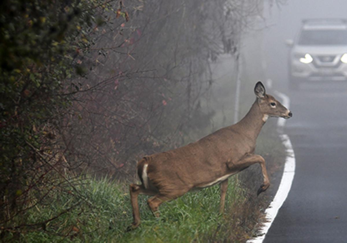 Accidentes con animales: Estos son los puntos críticos de las carreteras de León