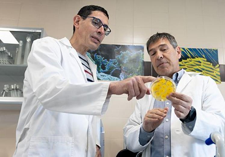Rubén Martínez, director del GIR, y Alberto Jiménez, catedrático del Área de Genética, lideran las investigaciones en A. gossypii.