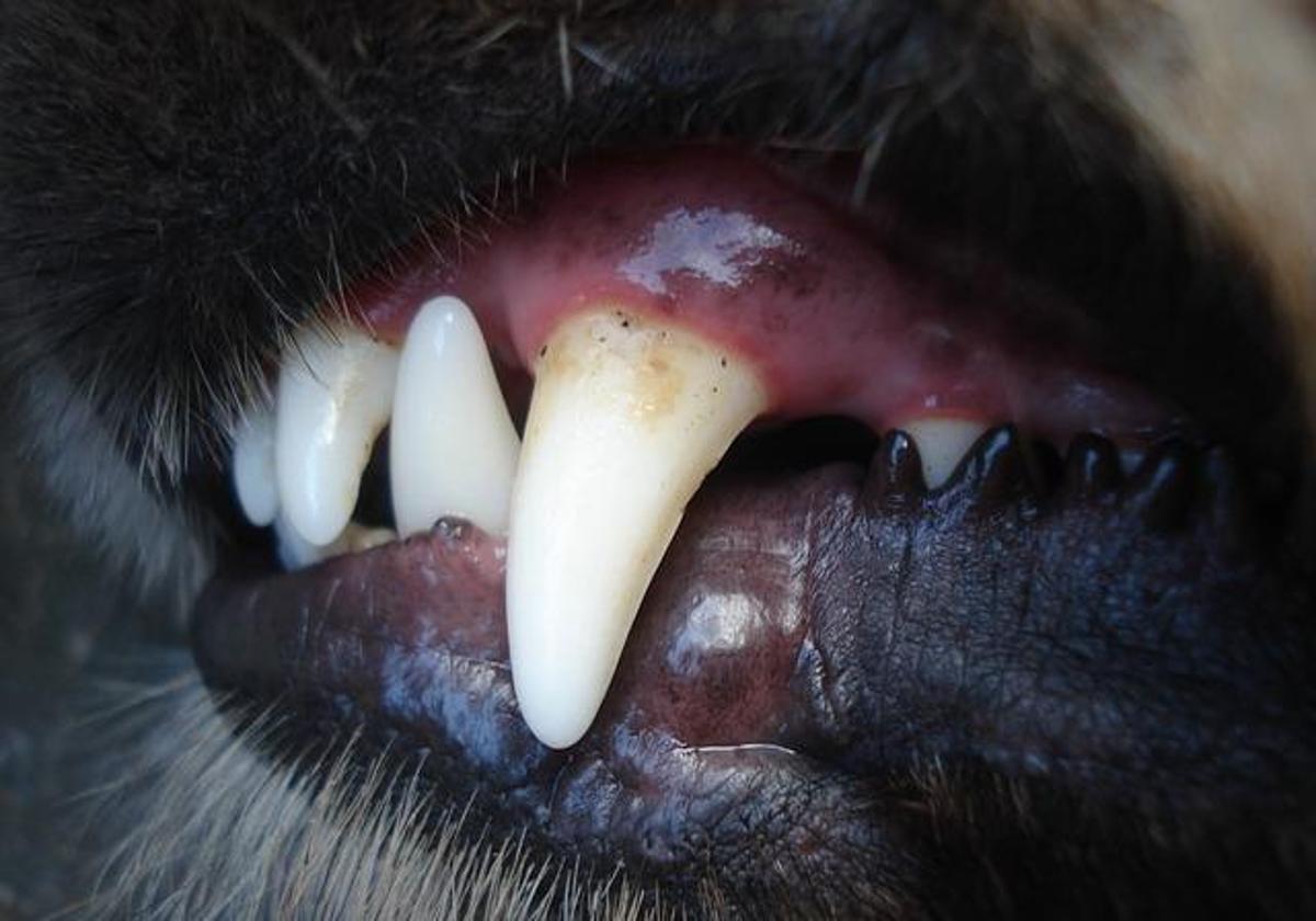 Man dies in Valencia hospital intensive care unit after contracting rabies from dog bite in Africa a year ago